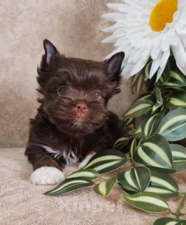 Собаки в Ульяновске: Щенки цветного йорка Девочка, Бесплатно - фото 1