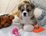 Собаки в Новосибирске: Бронирование корги пемброк Девочка, 80 000 руб. - фото 1