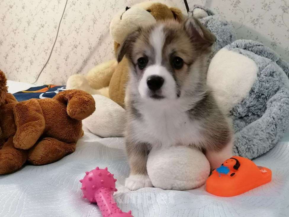 Собаки в Новосибирске: Бронирование корги пемброк Девочка, 80 000 руб. - фото 1