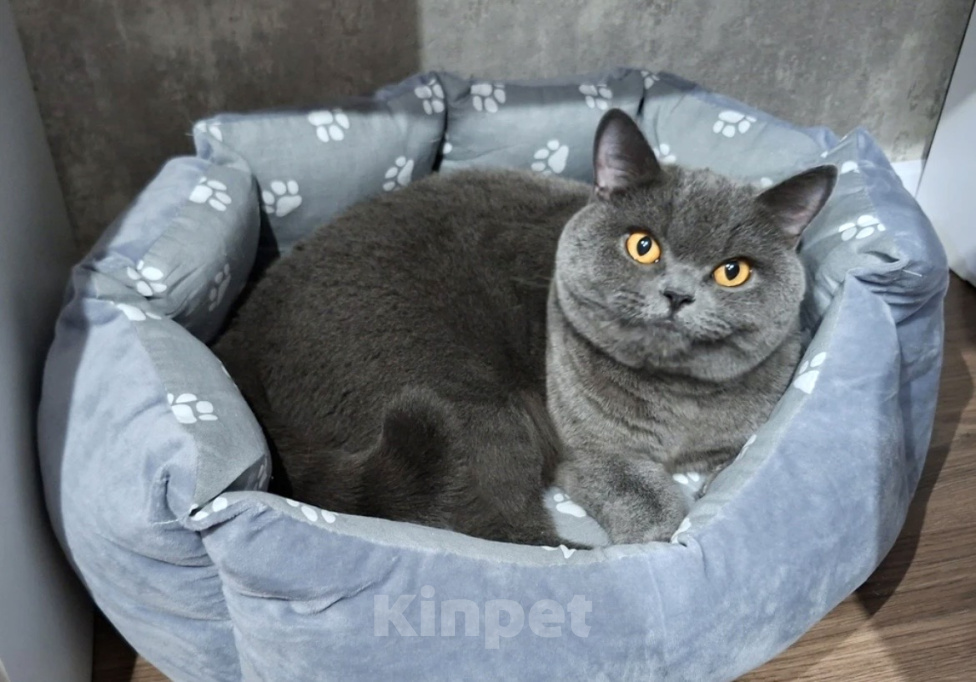 Кошки в Волгограде: Британский короткошёрстный котёнок Мальчик, 5 000 руб. - фото 6