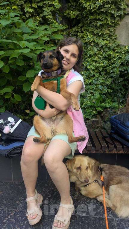 Собаки в других городах Краснодарского края: Метис ягдтерьера в дар с доставкой чипирован кастрирован Мальчик, Бесплатно - фото 9