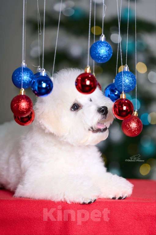 Собаки в Москве: Щенок Бишон Фризе  Мальчик, Бесплатно - фото 4