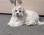 Собаки в Москве: Мальтезе щенок девочка Девочка, 65 000 руб. - фото 1