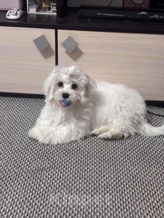 Собаки в Москве: Мальтезе щенок девочка Девочка, 65 000 руб. - фото 1