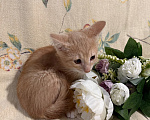 Кошки в Сосновом Бору: Котенок Персей Мальчик, Бесплатно - фото 7