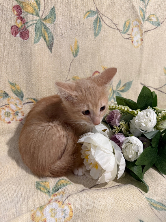 Кошки в Сосновом Бору: Котенок Персей Мальчик, Бесплатно - фото 7