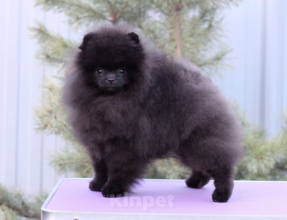 Собаки в Москве: Прекрасный черный мальчик Мальчик, Бесплатно - фото 6