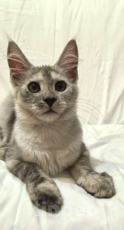 Кошки в Краснодаре: ПРАДА Девочка, 70 000 руб. - фото 9