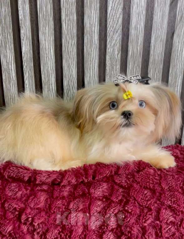 Собаки в Екатеринбурге: Прекрасный мальчик, голубые глазки Мальчик, 150 руб. - фото 3