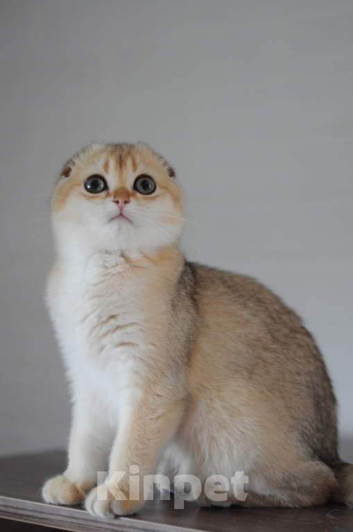 Кошки в Бахчисарае: Шотландская кошечка в разведение  Девочка, 75 000 руб. - фото 7