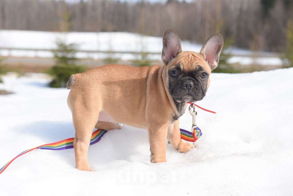 Собаки в Москве: Девочка Девочка, 50 000 руб. - фото 4