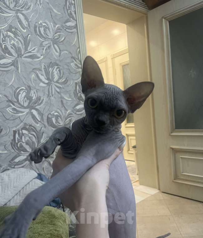 Кошки в других городах Московской области: Продам сфинкса с родословной Мальчик, 60 000 руб. - фото 1