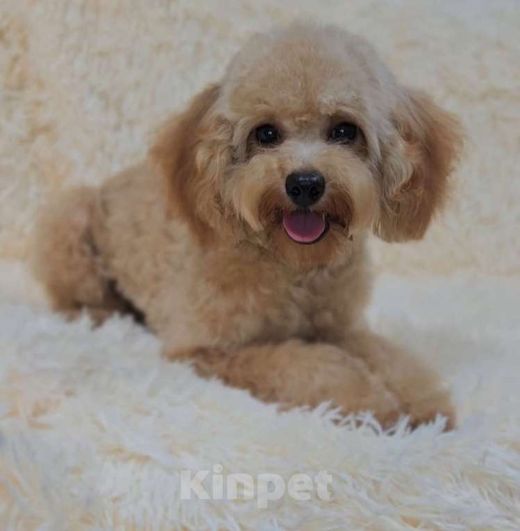 Собаки в Москве: Мальчик Тэдди пудель  Мальчик, 60 000 руб. - фото 7