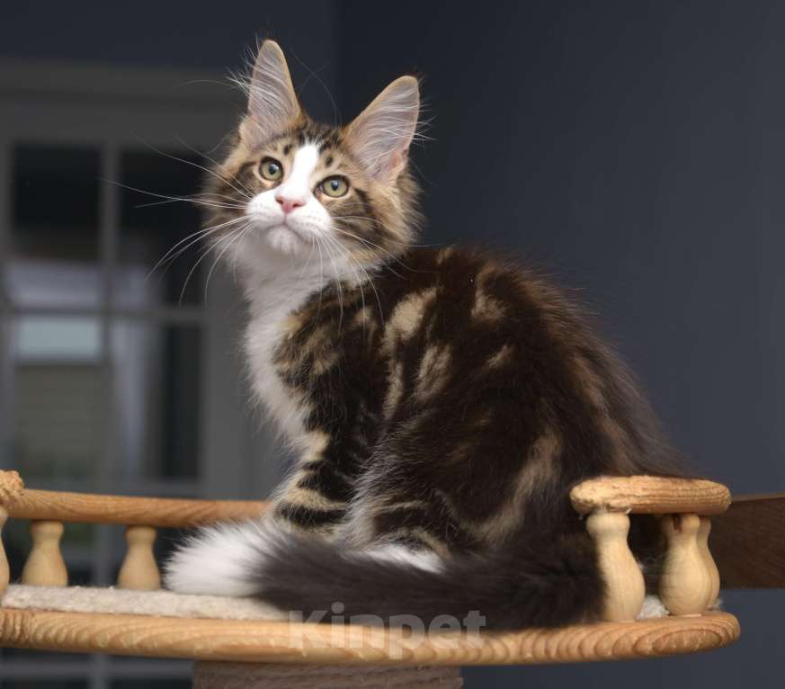 Кошки в Краснодаре: Мейн-кун мальчик Мальчик, 80 000 руб. - фото 2