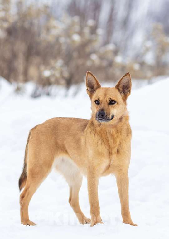 Собаки в Москве: Рыжая Фокси ищет дом Девочка, Бесплатно - фото 10