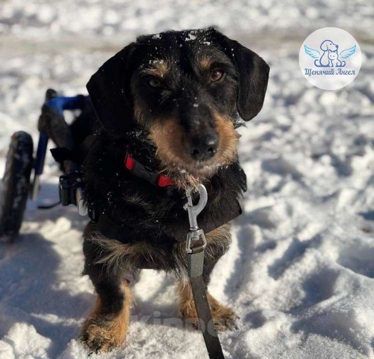 Собаки в Москве: Маленький герой на коляске ищет дом. Мальчик, Бесплатно - фото 2