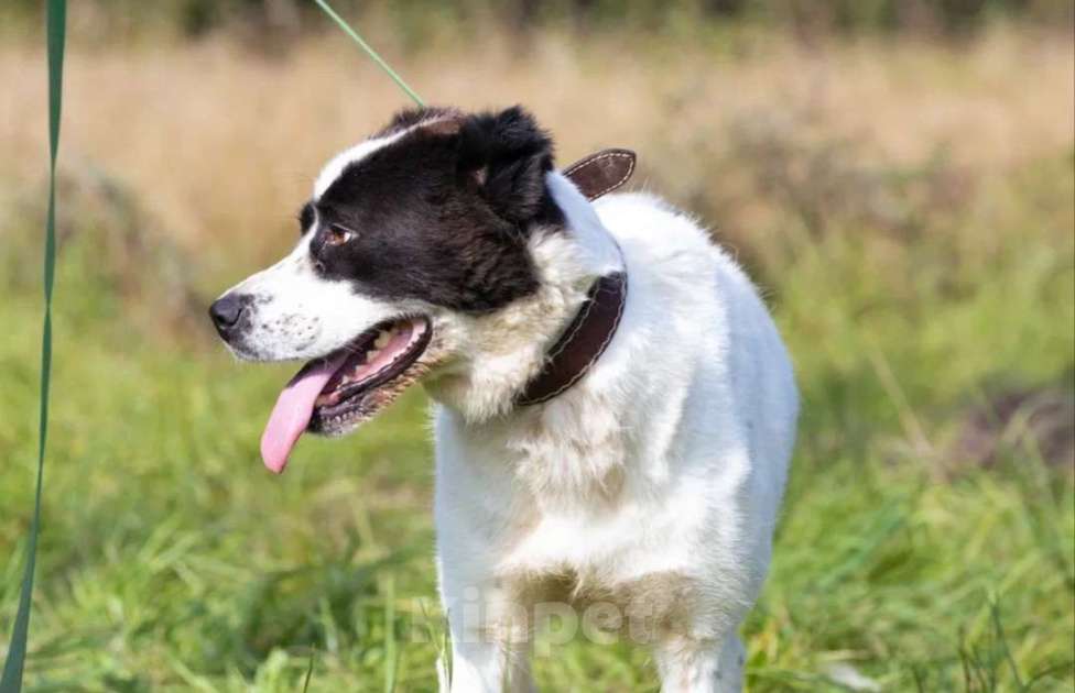 Собаки в Истре: Среднеазиатская овчарка Нигина в поисках дома  Девочка, Бесплатно - фото 3