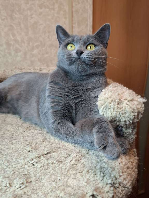 Кошки в Москве: Василина едет на выставку-пристройство WOOF в Москву  Девочка, Бесплатно - фото 8