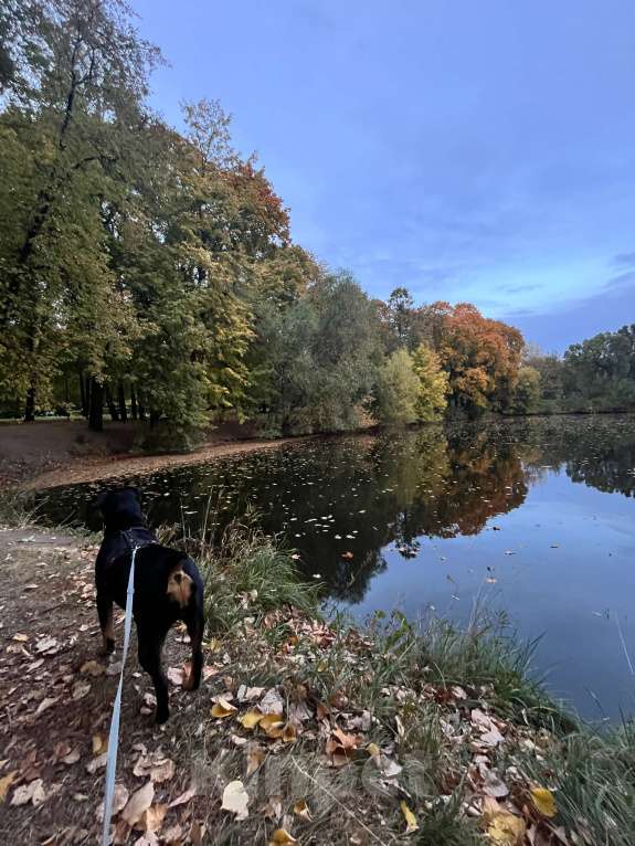 Собаки в Москве: Охотничий Ягдтрерьер в добрые руки (девочка 3 года) Девочка, Бесплатно - фото 3