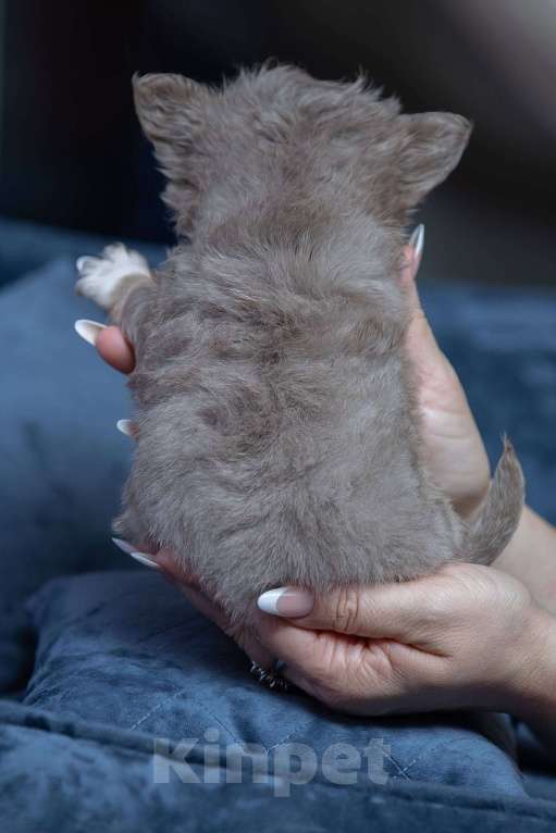 Собаки в Санкт-Петербурге: Чихуахуа мальчик длинношерстный Мальчик, 60 000 руб. - фото 2