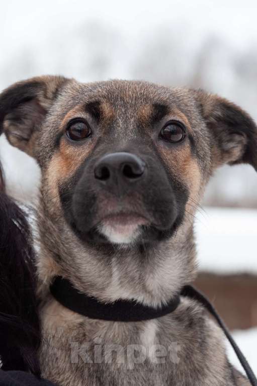 Собаки в Ногинске: Щенок ищет дом Девочка, Бесплатно - фото 5