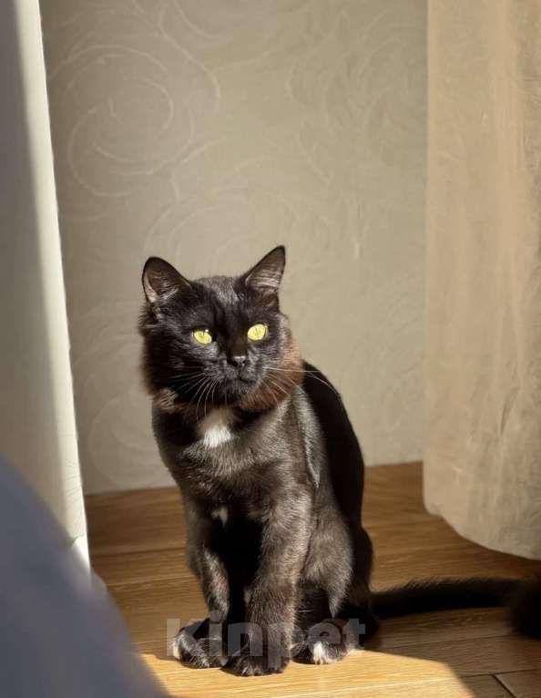 Кошки в Москве: Потерялся кот Мальчик, Бесплатно - фото 1
