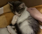 Кошки в Краснодаре: Ищем добрые и ответственные руки для котёнка 🐾 Мальчик, Бесплатно - фото 3