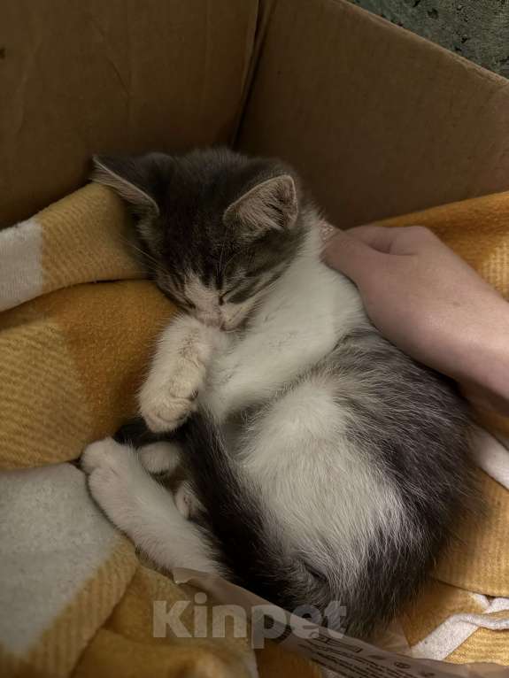 Кошки в Краснодаре: Ищем добрые и ответственные руки для котёнка 🐾 Мальчик, Бесплатно - фото 3