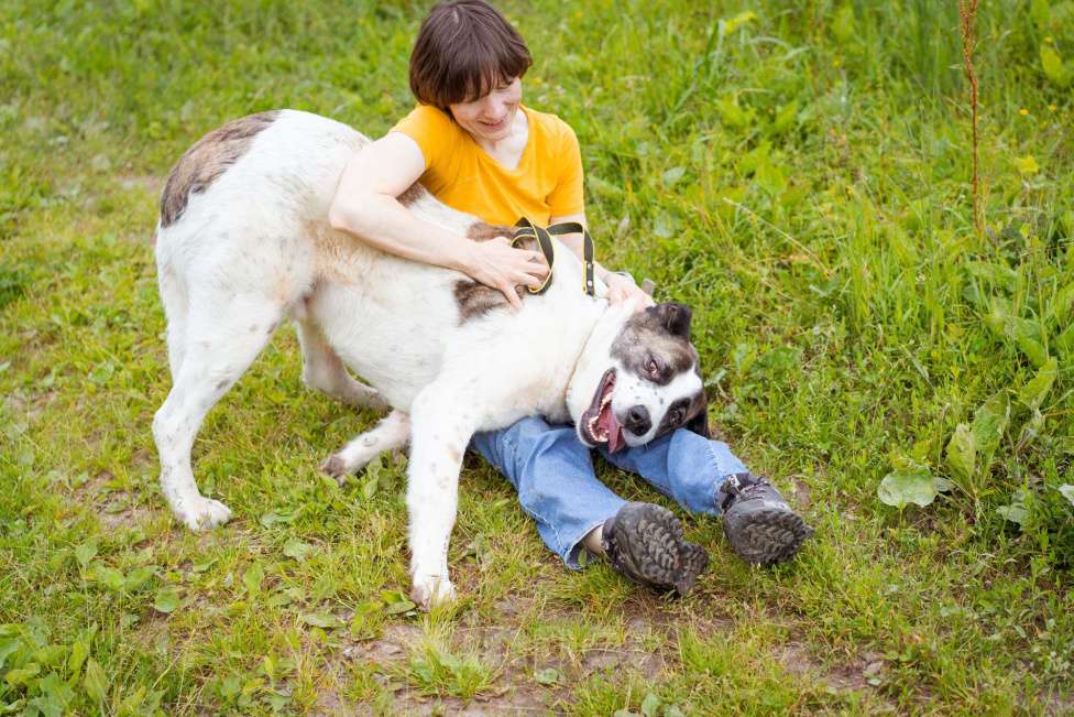 Собаки в Москве: Добрый мальчишка в поисках семьи и дома Мальчик, Бесплатно - фото 3