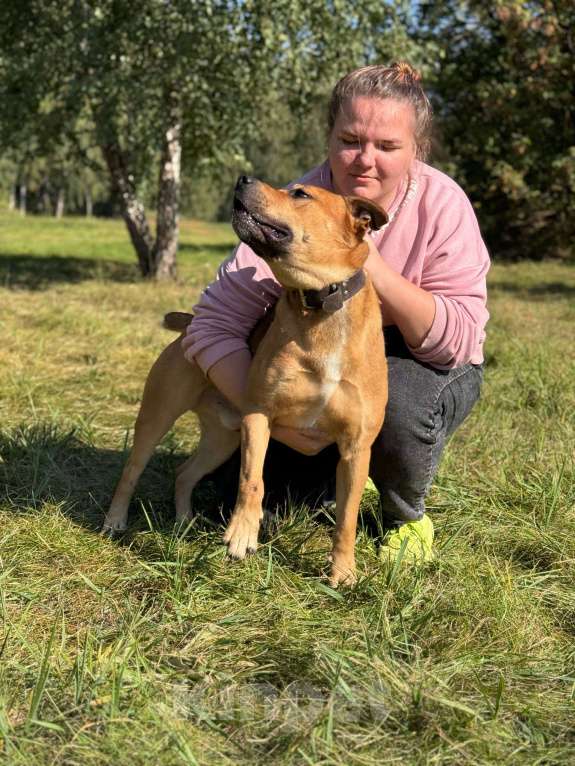 Собаки в Москве: Сэм амстаф Мальчик, Бесплатно - фото 7