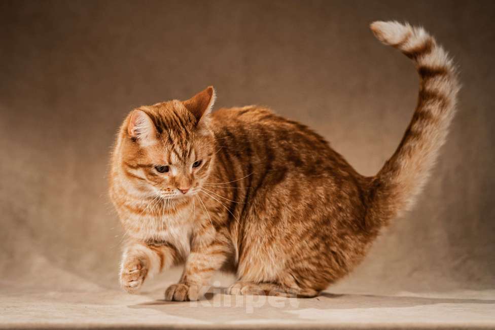 Кошки в Клине: Клёпа — друг для всей семьи Мальчик, Бесплатно - фото 8