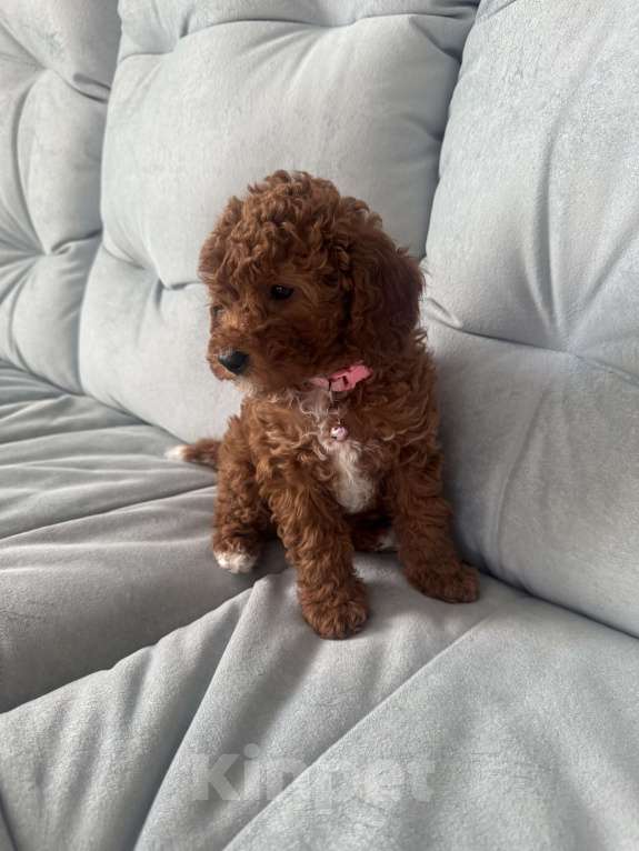 Собаки в Москве: Той пудель девочка 🩷 Девочка, 80 000 руб. - фото 4