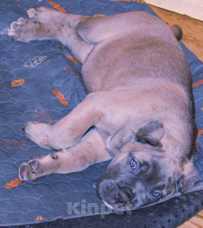 Собаки в Москве: Кане корсо. Мальчик и девочки. Мальчик, 70 000 руб. - фото 7