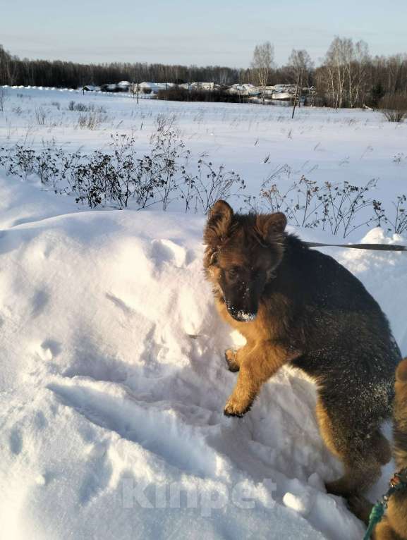 Собаки в других городах Красноярского края: щенки немецкой овчарки длинники Девочка, 45 000 руб. - фото 8