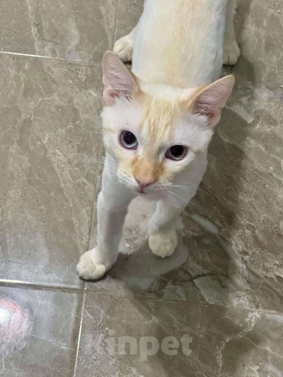 Кошки в других городах Ростовской области: Срочно отдаю в добрые руки Мальчик, Бесплатно - фото 5