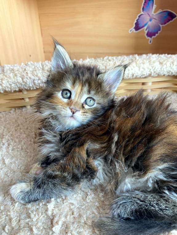 Кошки в Екатеринбурге: Котенок мейн-кун Девочка, 25 000 руб. - фото 2