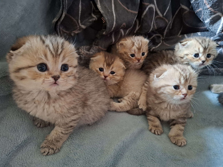 Шотландские вислоухие котята