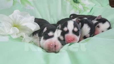 Собаки в Тобольске: Хаски Щенки Разных окрасов Разнополые, Бесплатно - фото 1