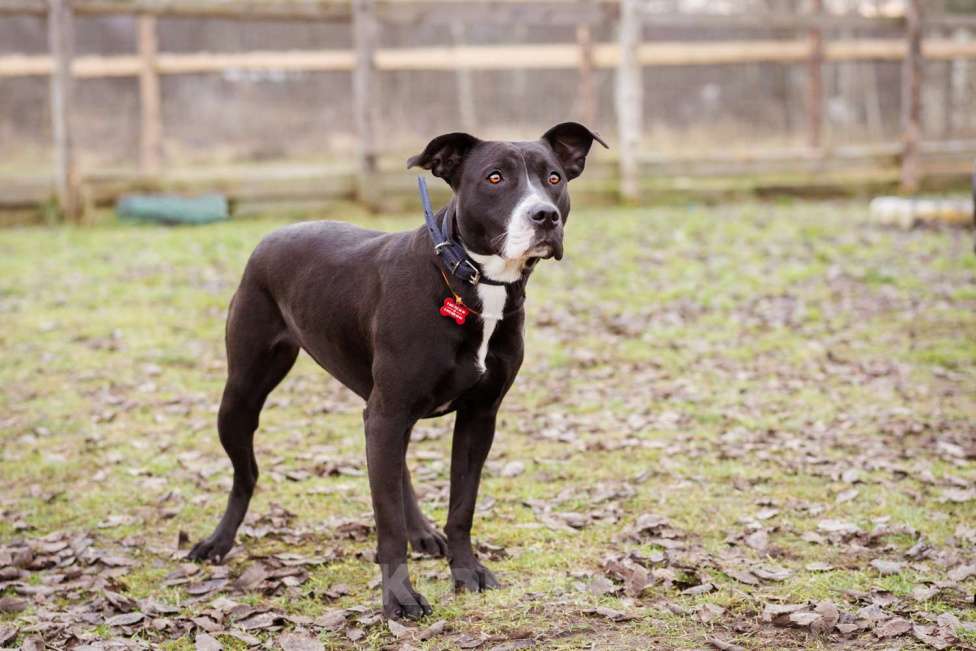 Собаки в Москве: Бывшедомашняя собака в приюте, ищет дом Девочка, Бесплатно - фото 4
