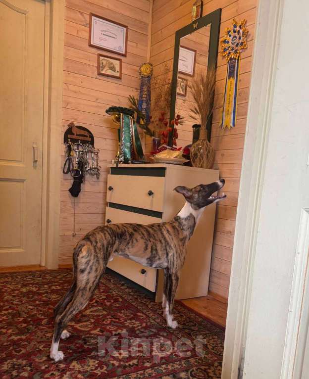 Собаки в Москве: Тигровый уиппет Мальчик, Бесплатно - фото 10