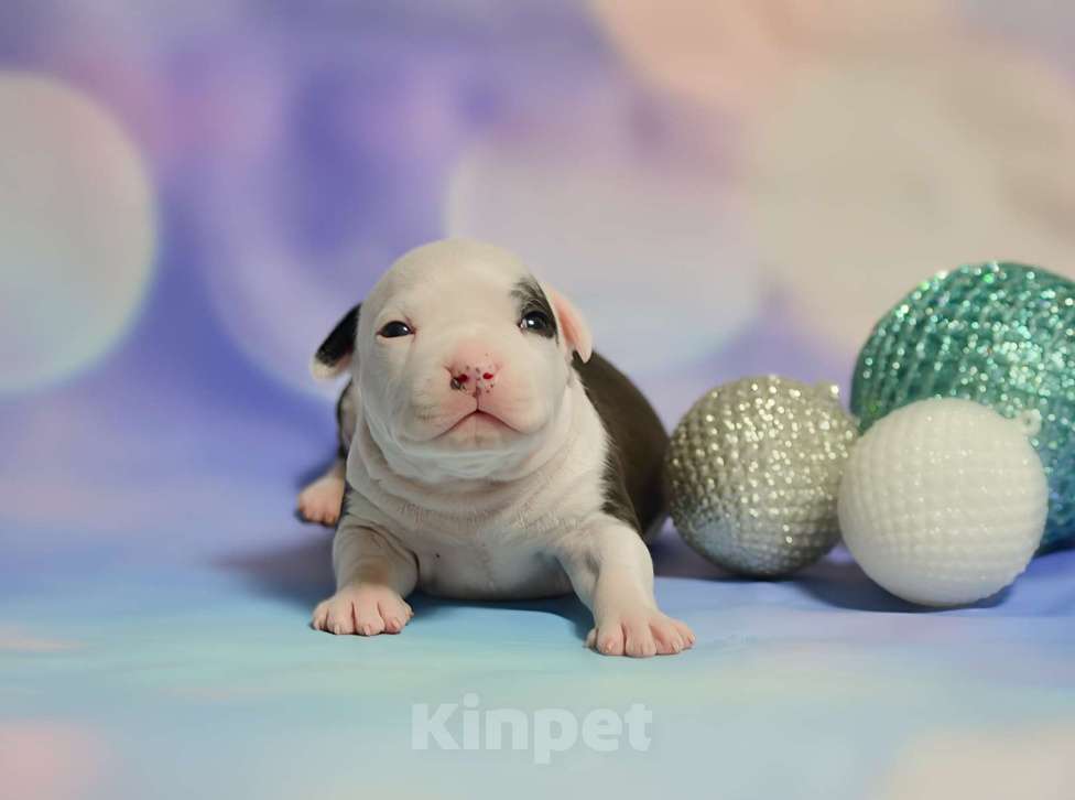 Собаки в Люберцах: Красавчик амстафф Мальчик, 60 000 руб. - фото 2