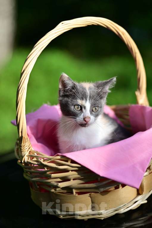 Кошки в Красногорске: Трехцветная кошечка Эмма 2,5 месяца ждет мам и пап Девочка, Бесплатно - фото 5