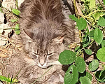 Кошки в Калининграде: Кот порода сибирская, Бесплатно - фото 5