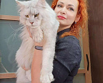 Кошки в Сельце: Высокосеребристая кошка мейн-кун 8 месяцев, 85 000 руб. - фото 4