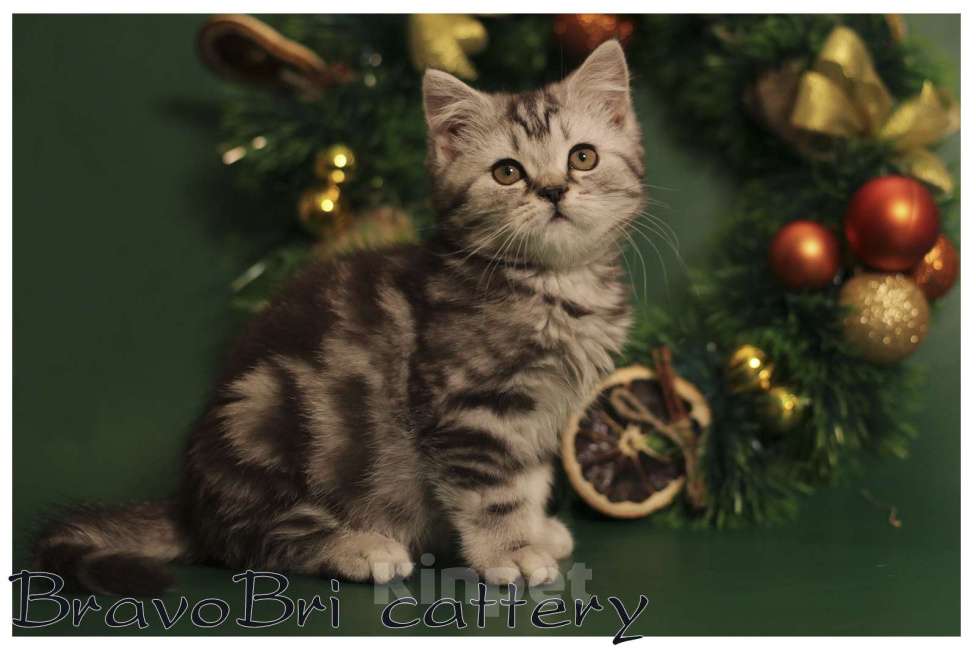 Кошки в Сургуте: Британский короткошерстный котенок Мальчик, 50 000 руб. - фото 3