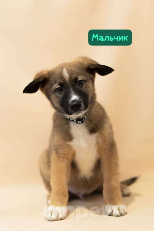 Собаки в Москве: Щенки всех окрасов в добрые руки Мальчик, 1 руб. - фото 4