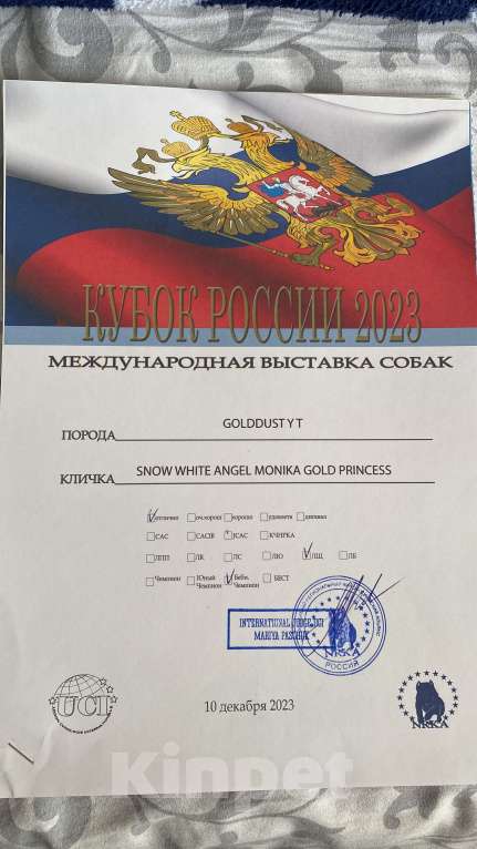 Собаки в Невинномысске: На продажу щенок Голддаст йоркширский терьер Мальчик, 85 000 руб. - фото 5