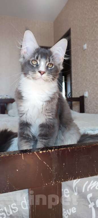 Кошки в других городах Московской области: Котенок мейн кун.  Мальчик, 45 000 руб. - фото 2