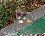 Собаки в Нижнем Новгороде: Пухляш  Мальчик, Бесплатно - фото 1