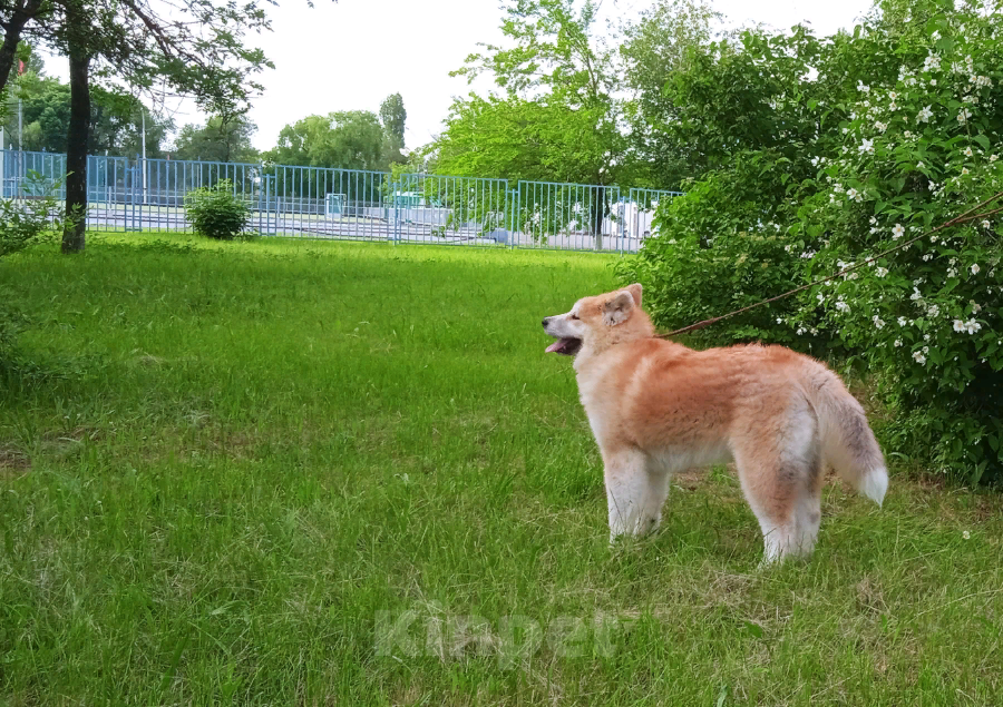 Собаки в Санкт-Петербурге: Японская Акита Девочка, 30 000 руб. - фото 1